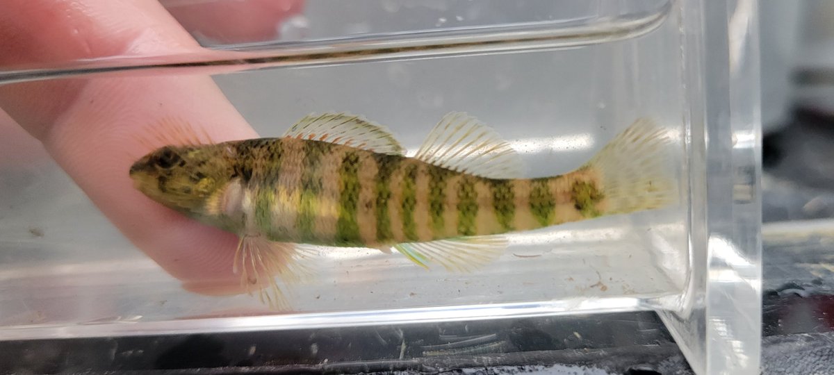 riverrat090's tweet photo. The darters are starting to glow.
March 2023, #fishesofmissouri https://t.co/Eolkx5KNQq