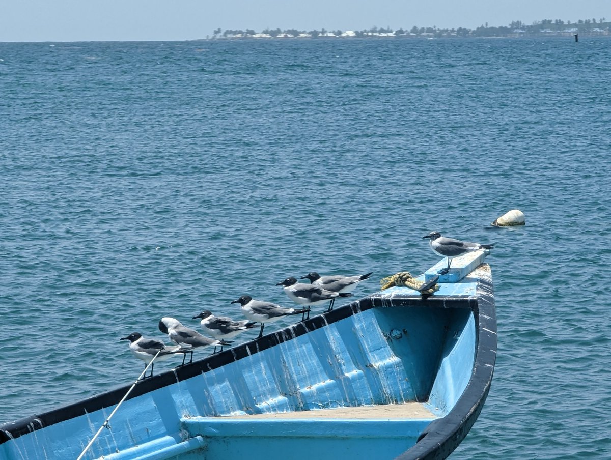 Fish_Farah_TT's tweet photo. Birds in a row #Tobago #ocean #notfish #pirogue #Caribbean https://t.co/PgATyJ7YVK