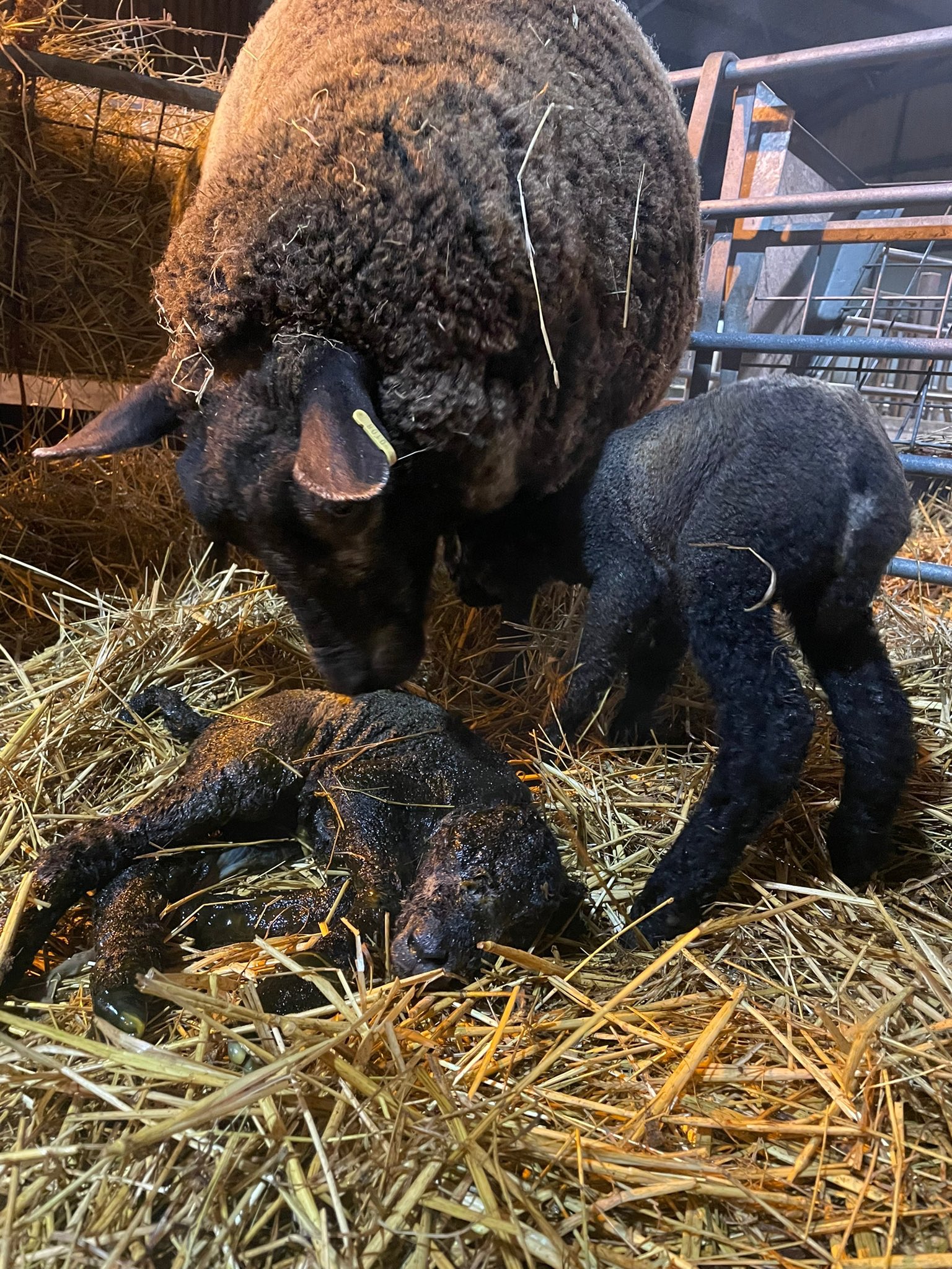 TheNorthSchFarm on Twitter "It’s twins!! 2 beautiful ewe lambs for our