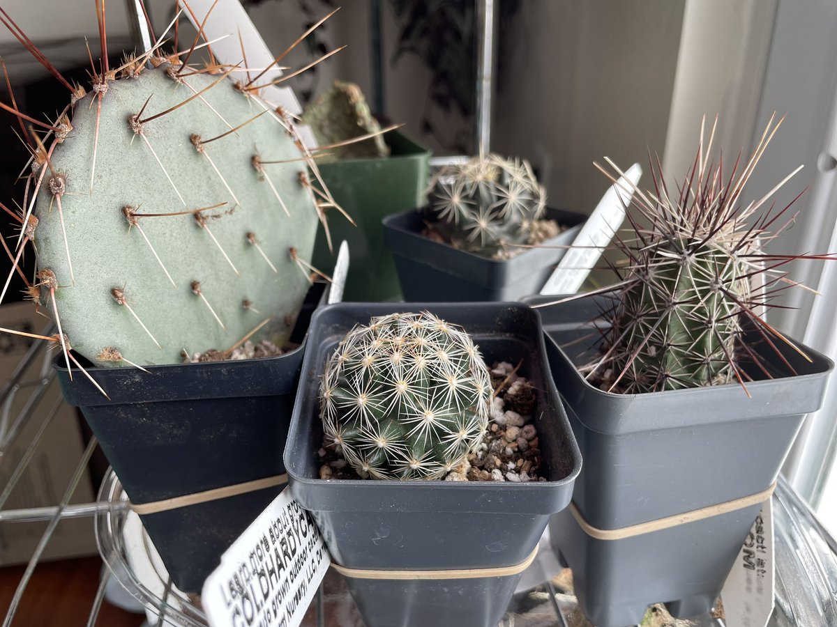 JayBirdGarden's tweet photo. New cold hardy fruiting cactuses for the garden! https://t.co/cPrOKx3SXn