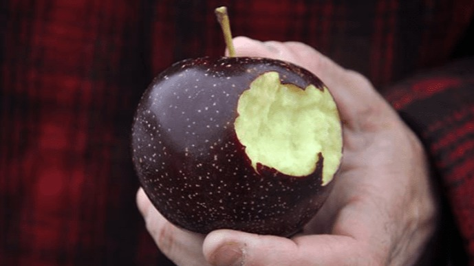 Vulpes_No9's tweet photo. 이게 티벳 지역의 Nyingchi에서만 나는 "Black Diamond" apple 이라고...이 사과는 3,500미터의 고원에서 재배되는데, 심한 일교차와 많은 자외선 노출등으로 인해 이런 색깔이 나타난다...나무가 다 자라는데 8년이나 걸리고 수확 가능한 기간이 1년에 2개월 밖에 되지 않아 무척 고가의 사과라는... https://t.co/7pdjEJ13oY