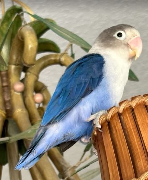 This lovebird was found on the near the area of 484 and I-75 in Ocala Florida around Monday this week.  If you are the owner please message us for more information- please share this post!  This little guy is safe and sound in experienced hands for now.