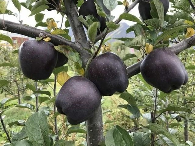 Vulpes_No9's tweet photo. 이게 티벳 지역의 Nyingchi에서만 나는 "Black Diamond" apple 이라고...이 사과는 3,500미터의 고원에서 재배되는데, 심한 일교차와 많은 자외선 노출등으로 인해 이런 색깔이 나타난다...나무가 다 자라는데 8년이나 걸리고 수확 가능한 기간이 1년에 2개월 밖에 되지 않아 무척 고가의 사과라는... https://t.co/7pdjEJ13oY