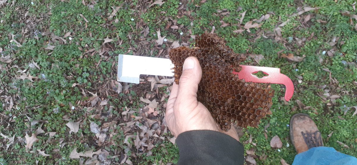 MPuckett77's tweet photo. Another year that I don't want to buy bees. Year before last I used some store bought lure that worked fairly well. Last year I used lemongrass oil. It worked so-so. We'll see what swarm season brings me. #beekeeping #backyardbeekeeping https://t.co/BhzXBIl7tQ
