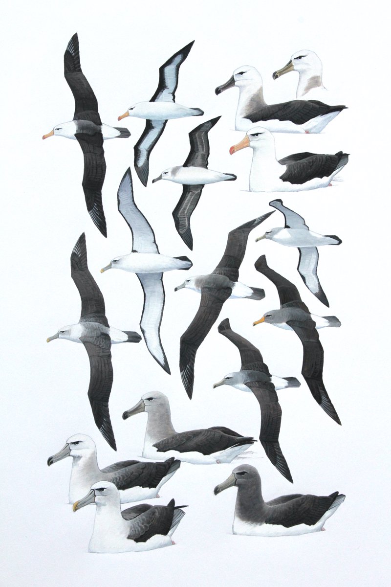 Just finished a big project that's been going on for the last 10 yrs or so and delivered to the publisher. Now to focus on some of my own work including a v exciting conservation awareness project, which will feature oil work and illustration...exciting times ahead..!!