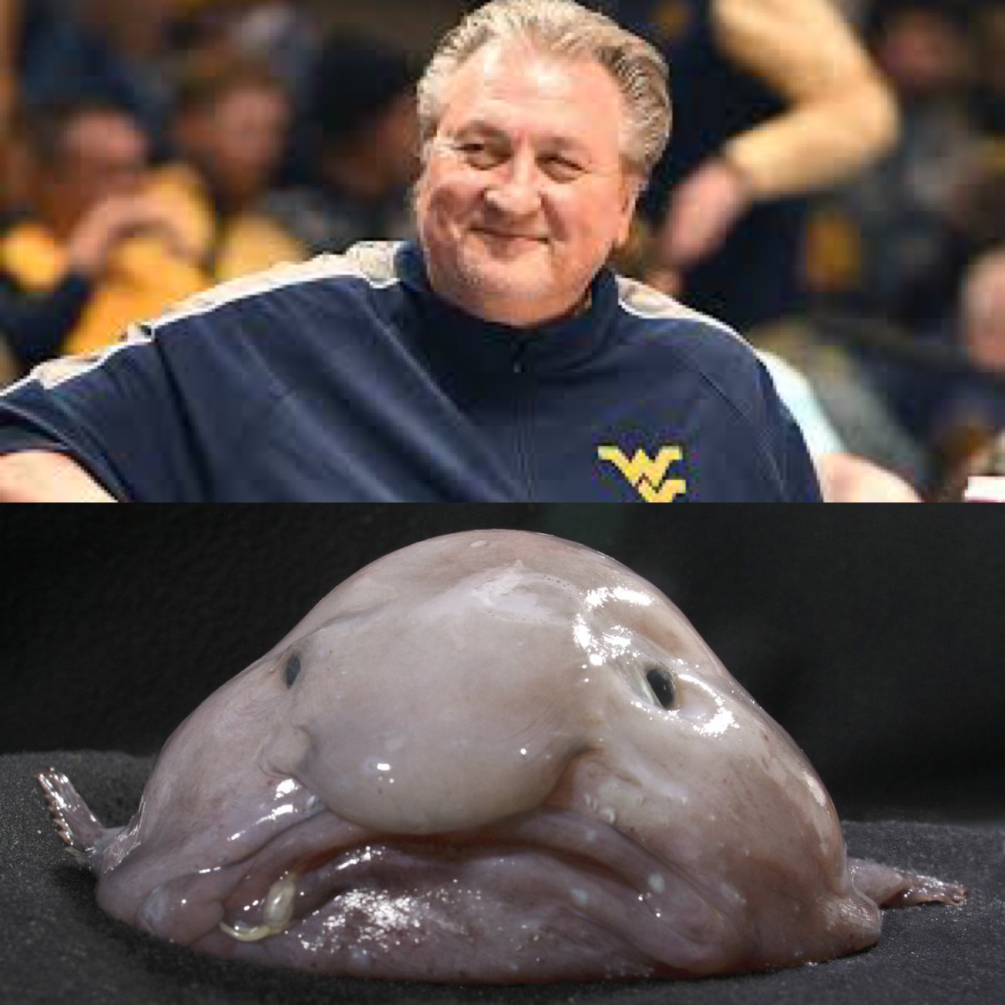 Bob the Blobfish –