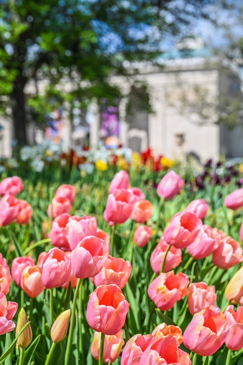 SableRhoden's tweet photo. Last weekend in City Park. 
Got to see the tail end of the tulips for the season and azaleas everywhere. 🌷🌺

@NOLACityPark 
#NOLA #NOLACityPark #NewOrleans https://t.co/SsUAYr5Kea