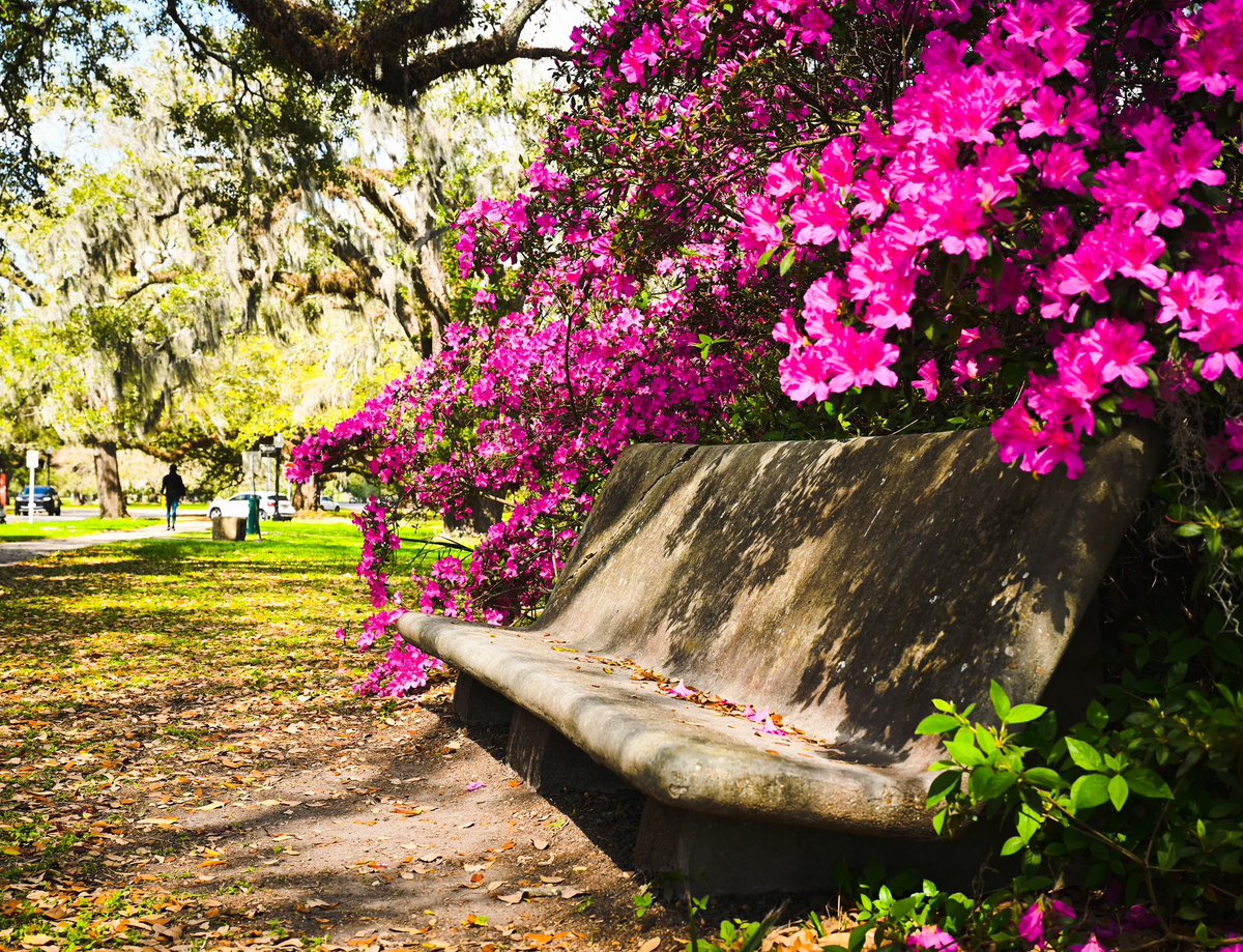 SableRhoden's tweet photo. Last weekend in City Park. 
Got to see the tail end of the tulips for the season and azaleas everywhere. 🌷🌺

@NOLACityPark 
#NOLA #NOLACityPark #NewOrleans https://t.co/SsUAYr5Kea
