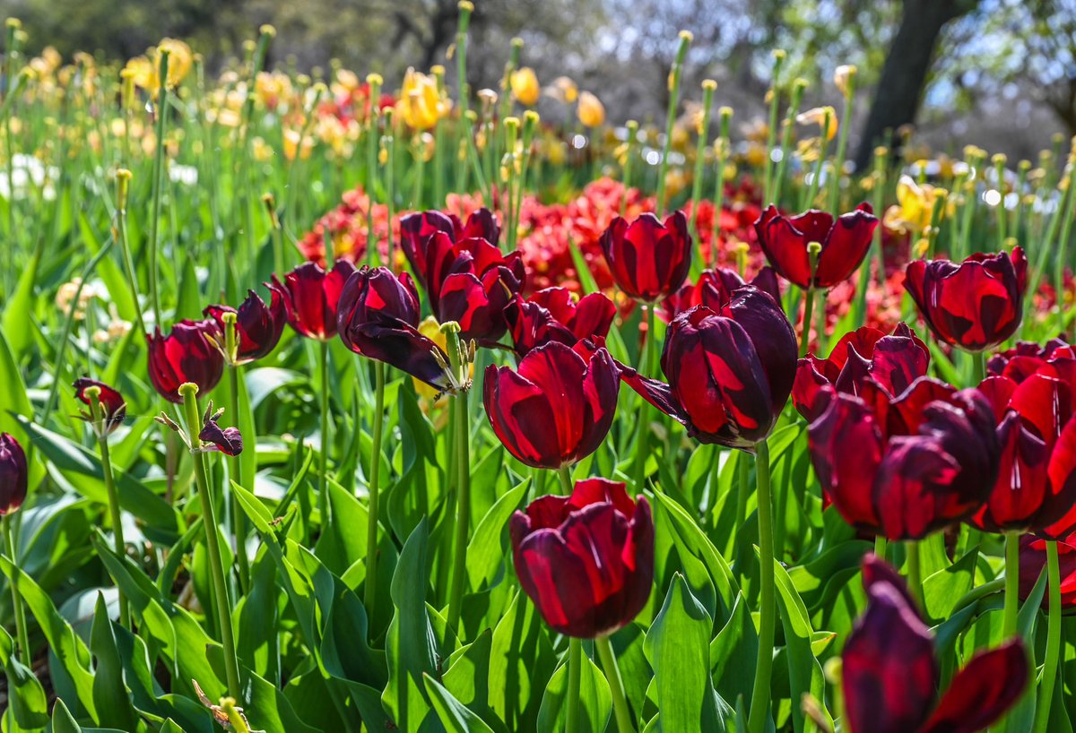Last weekend in City Park. 
Got to see the tail end of the tulips for the season and azaleas everywhere. 🌷🌺

<a href="/NOLACityPark/">New Orleans City Park</a> 
#NOLA #NOLACityPark #NewOrleans
