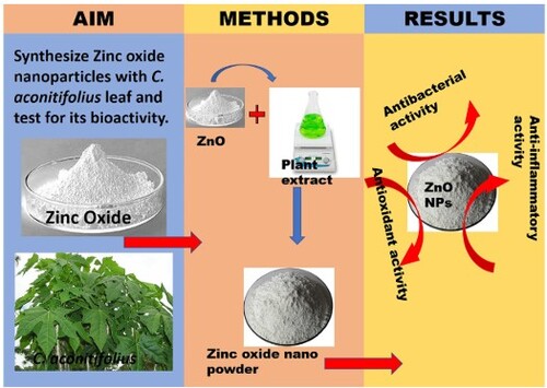 GCLRjournal's tweet photo. This study synthesized and characterized zinc oxide nanoparticles (ZnO NPs) using spinach tree, Cnidoscolus aconitifolius and investigated the in vitro antioxidant, anti-inflammatory and antibacterial potentials. https://t.co/X8lrcboKiv https://t.co/r063MW8eeF