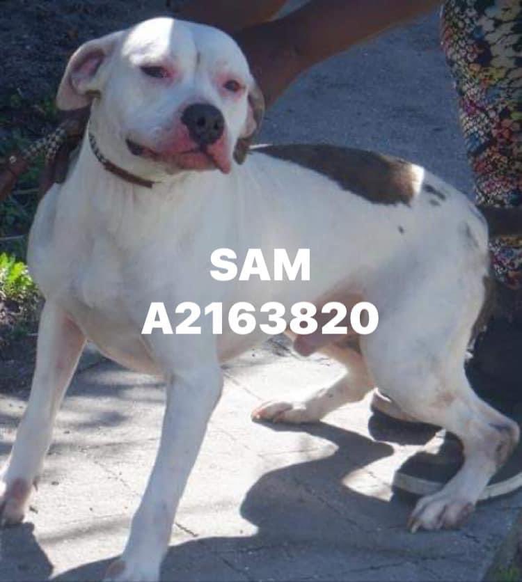 nasrene41's tweet photo. ALL 3 DOGS CONFISCATED from one owner & sitting at old shelter forgotten! Now on a list of 35 who #MDAS claims are infected with #Strepzoo!
#SAM #A2163820 3 year,58lb male #terrier
#MIA #A2188775 3 year,53lb female #terrier mix
#X #A2188773 3 year old, 51lb female #terrier mix https://t.co/gBgAp1Ddz8