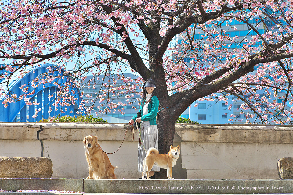 atelier_shirabe's tweet image. 永代橋の大寒桜
Camera: #20D
Lenz: #Tamron272E
先月まで毎日渡っていた永代橋。きっと今頃は満開でしょう。この写真は2010年の撮影です。
#ファインダー越しの私の世界 
#goldenretriever 
#虹の橋