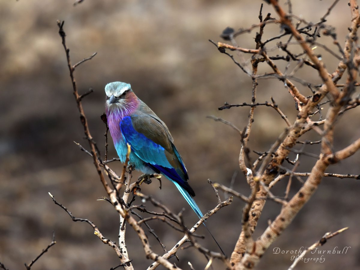 Africa has some of the most gorgeous birds I have ever seen! Here is a lilac-breasted Roller.  #birds #Africa #colorfulbirds #wildlifephotography #wildlife #photographyIsArt #nature #naturephotography #Nikon #nikonphotography