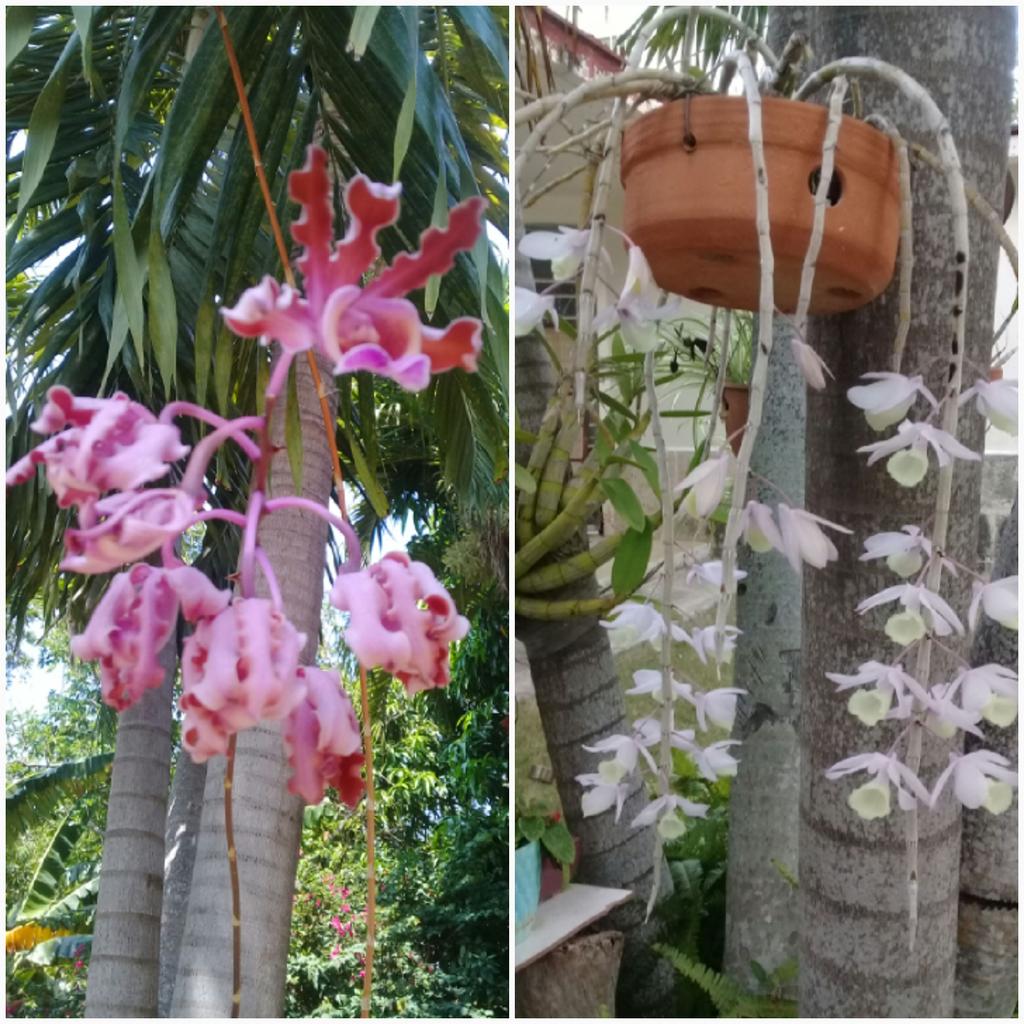 Felicidades en nuestro día Internacional de la Mujer a todas las mujeres del Mundo y en especial a las camaradas Chavistas y Fidelistas !!! 🙋❤💪
Y para todas con mucho cariño mis orquídeas 👇