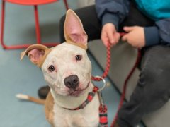 psychicwhisper3's tweet image. 😪LOLA💔Was Abandoned &amp;amp; Found By 
Children At A🚌Shelter. But Now A Very
Sick 1 Yr Old Pup With Pneumonia🏥
#NYCACC Will☠️On 3/9😱Tomorrow ‼️
Will You Help Her With A #PLEDGE4RESQ
#RT #FOSTER #ADOPT #163619 🆘
📧nycdogslivesmatter@gmail.com
🔹DM @CathyPolicky &amp;amp; @SuzanneSugar