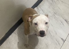 psychicwhisper3's tweet image. 😪LOLA💔Was Abandoned &amp;amp; Found By 
Children At A🚌Shelter. But Now A Very
Sick 1 Yr Old Pup With Pneumonia🏥
#NYCACC Will☠️On 3/9😱Tomorrow ‼️
Will You Help Her With A #PLEDGE4RESQ
#RT #FOSTER #ADOPT #163619 🆘
📧nycdogslivesmatter@gmail.com
🔹DM @CathyPolicky &amp;amp; @SuzanneSugar