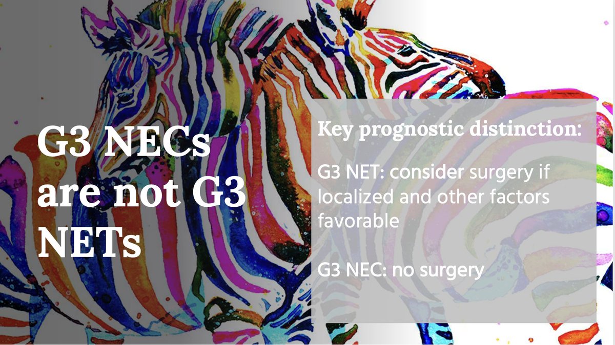 Biologic behaviour of #PNETs at #AHPBA23

‼️Remember👉🏻G3 NEC[arcinoma]s are not G3 NET[umor]s
▪️Different genetic signatures
▪️Different biology
▪️Different treatments: G3 NETs w ki67<55% - surgery still up for discussion; G3 NETs >55% &amp; NEC - no surgery 

<a href="/EAHPBA/">E-AHPBA</a> <a href="/NANETS1/">NANETS</a>
