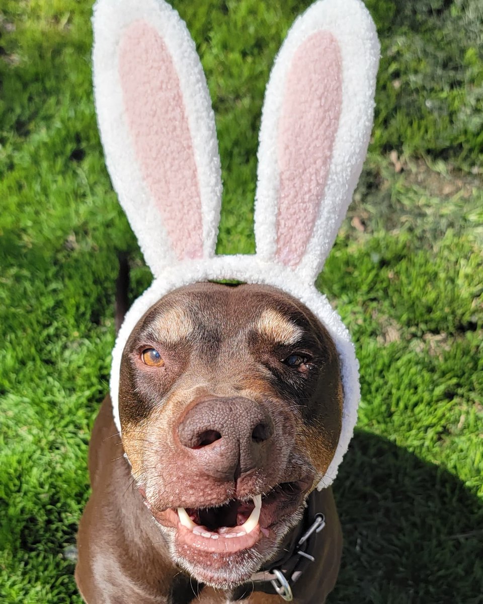 ReneeHerman13's tweet photo. Happy Easter - Signed Grumps @500px @500pxrtg #doberman #RescueDogs #seniorpup https://t.co/yoF4upjVns