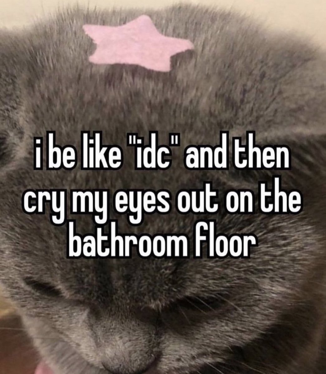 LiterallyMeCats (@literallymecats) on Twitter photo 