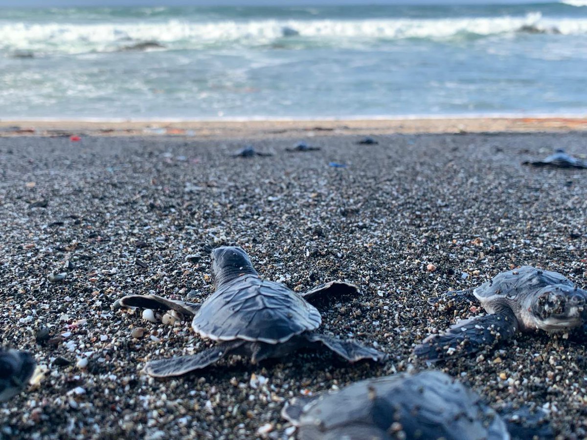 What a unique tale to experience 🐢
#turtlehatching #babyturtles #seaturtles #puertoarmuelles #panama #wheninpanama #panamaviews #panamatourism #vacation #panamatouristspot #panamalocal #expat #panamaexpat #expatravel #beachlife #beachliving #beachlifestyle #explore #turtles