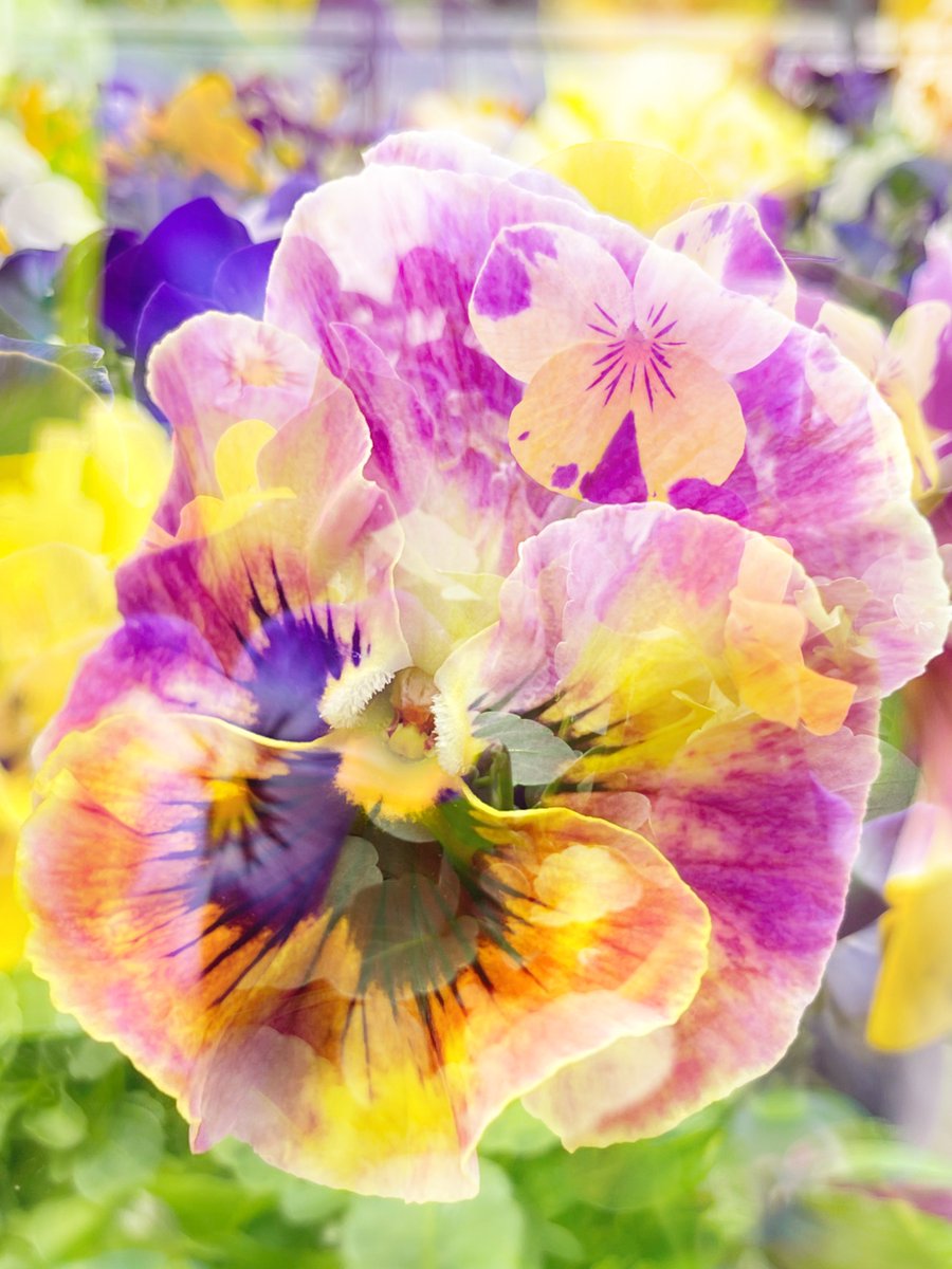 Dreams of Spring 💐