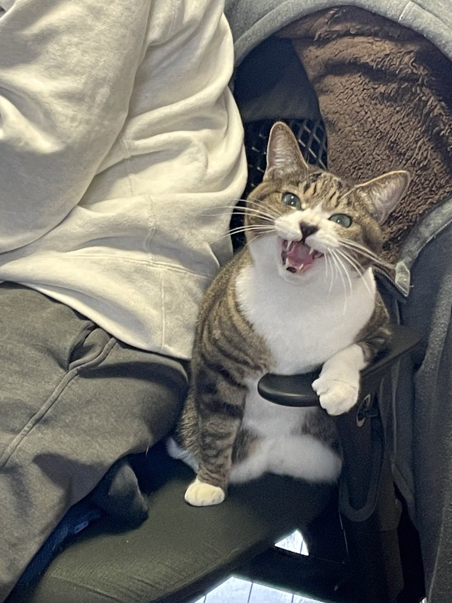 「どうにかして仕事椅子に割り込んでくる猫コバン 」|ユウキレイ　アワーズGH＆まんがタイムW連載中のイラスト