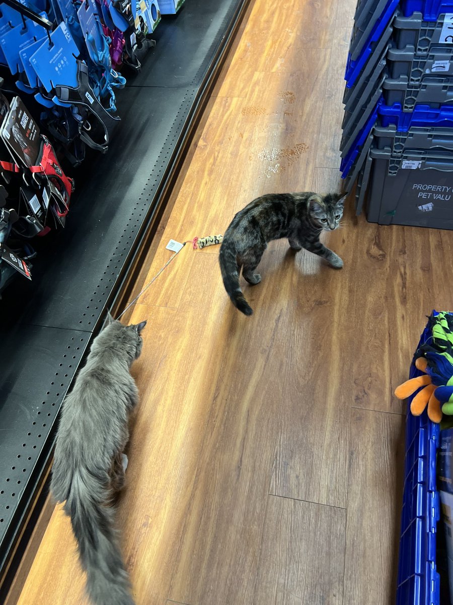 SAFE Team on Twitter "Happy Wednesday from Edmonton adoptable kitties