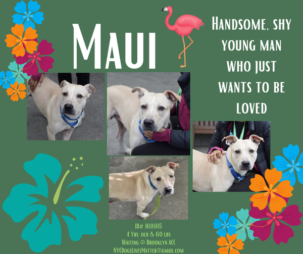 psychicwhisper3's tweet image. 💙🐾MAUI💔🏥#NYCACC #160915
🚑Has Pneumonia 4Yrs Old 
👁️Conjunctivitis &amp;amp; Nose Bleeds🩸 
  And Vast Yeast Infection in Body😢
  Give This Sweet Boy A Chance To
  Live🙏He Will Be☠️3/9💔
  Please Help With A #PLEDGE4RESQ 
  #ADOPT #FOSTER #RT🙏INFO⬇️