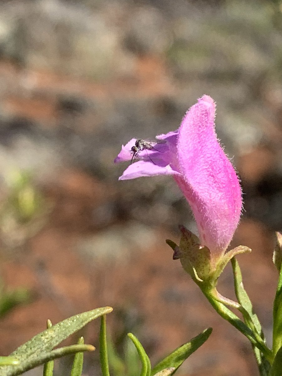 New @CurtinUni-led #research reveals the first eDNA study to detect mammal, insect, and bird #DNA on flowers! PhD candidate Josh Newton said the findings will help monitor plant-animal interactions.🐦🌺 @Acanthoplus Associate Professor Paul Nevill bit.ly/3YB6RkN