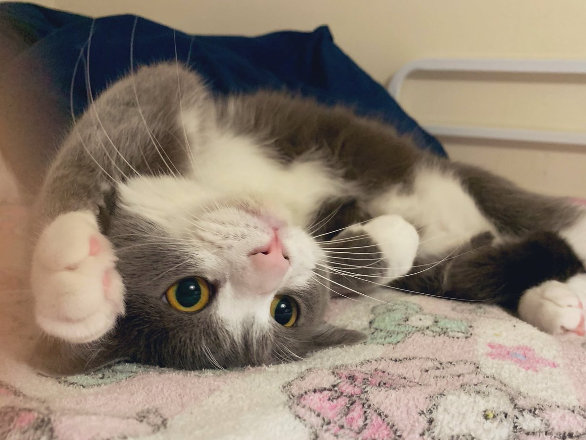 neko_wagaya's tweet photo. あざと可愛いポーズ
#猫 #cat https://t.co/08nwEU48eS