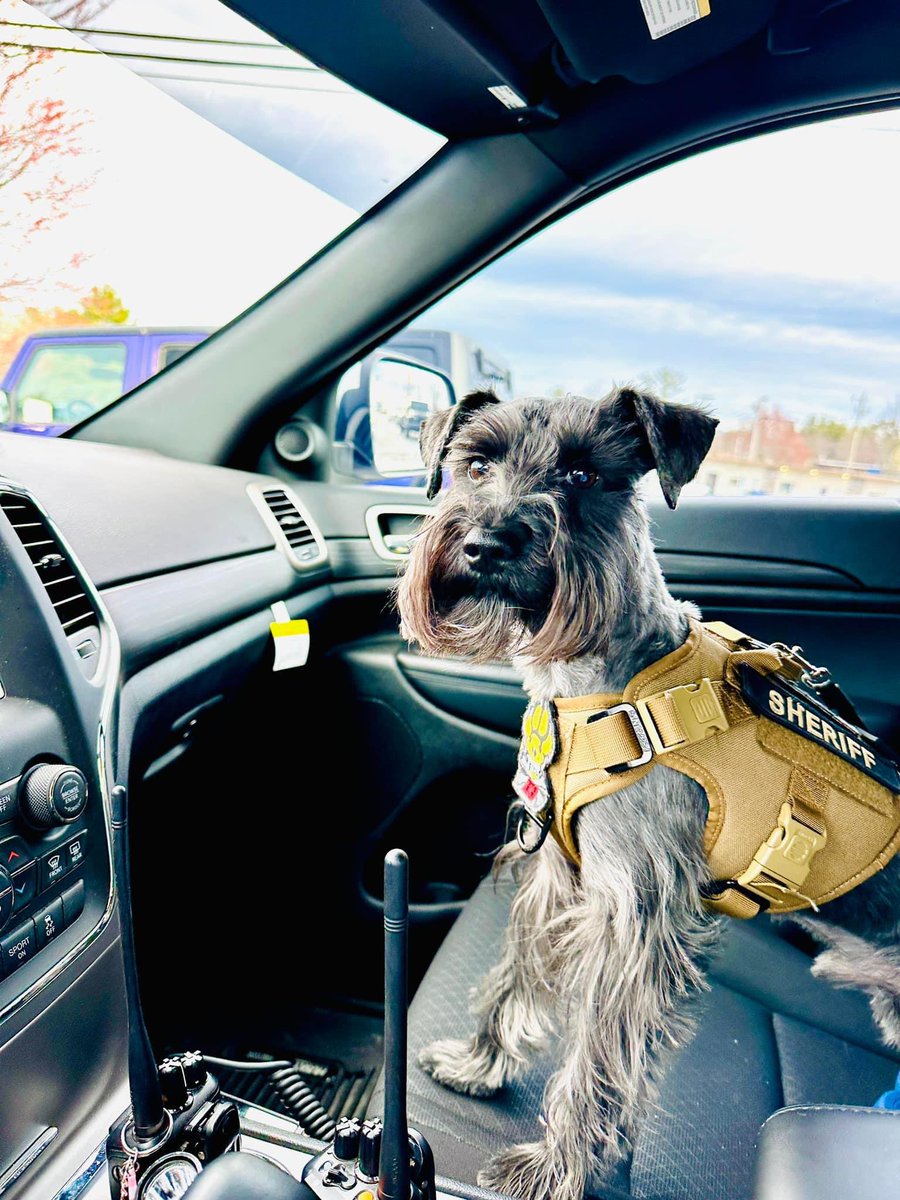SheriffHCSO's tweet photo. I see them rollin', They hatin', I’m Patrollin' and tryna catch ‘em ridin' dirty 🎶… Guess who’s back, back again, K-9 Ringo’s back, tell a friend! #furmissile #sheriffk9 #dontletthecutenessfoolyou #landshark #worksfortreats #cantfoolthenose #minitureschnauzer https://t.co/BUjRoDGFZ1