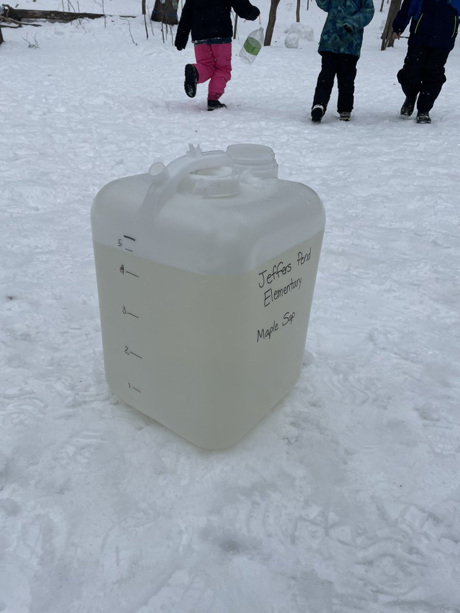 mschultzPLS's tweet photo. We collected sap with our 3rd grade buddies today! Look at it all! We are at a total of 12 1/2 gallons in 2 days! @JeffersPondPLS @isd719 https://t.co/RdWMqTKGn4
