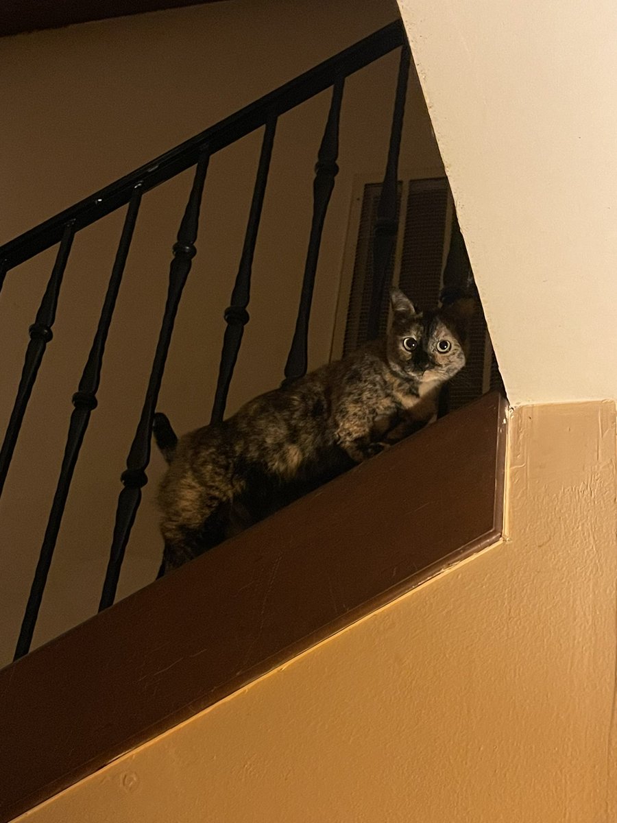 I heard Crystal frantically meowing from the living room &amp; found her in a panic below as her silly monkey son climbed up the *outside* of the stairs. 🙀

Oliver, that’s not how u use stairs! 🙄
Quit before ur mom has a heart attack…
#CatsAreWild #catsofTwitter #cats #Daredevil