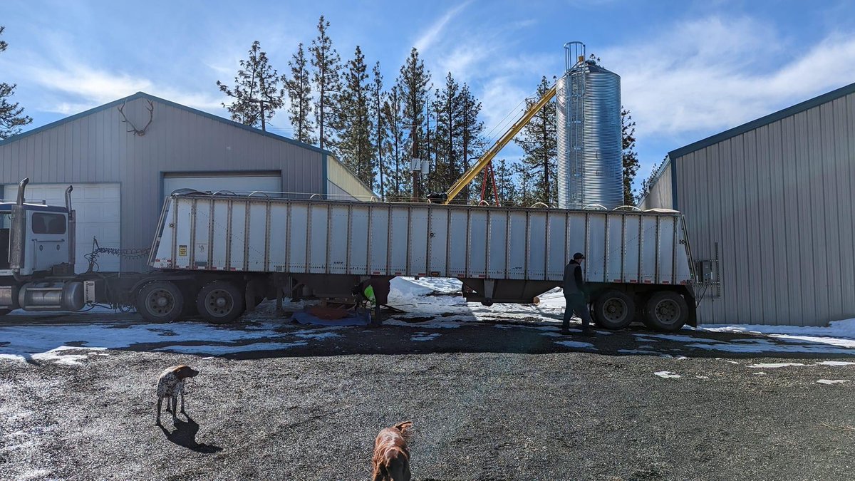 Nice to see a new local malt facility #CascadiaMalts getting off the ground. We used a Westfield <a href="/grainaugers/">AGI Westfield</a>  8x61 and transfer hopper to get up in the <a href="/SCAFCOGrain/">SCAFCO Grain LLC</a> hopper bins. Each bin holds a little over a semi.