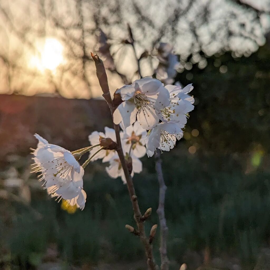 okubo1963's tweet photo. サクランボの花。桜より早く咲きます。#サクランボの花 https://t.co/ugN3NXAnOp https://t.co/F65t8YMgSd