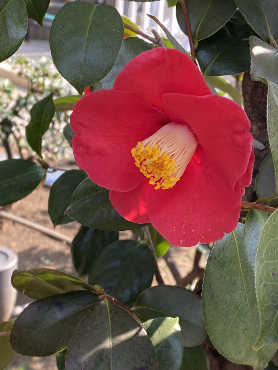 家は💩だから
綺麗なものを見て貼るように努める

フォロワーの皆様あいすみません。
現実を見せて介護と自身の障害や年齢による体力低下、その中で絵を描く諦めの悪さを若い方に見せるのが大人の務めと思っているので、ご容赦ください✨ https://t.co/p2CMQJcWBn