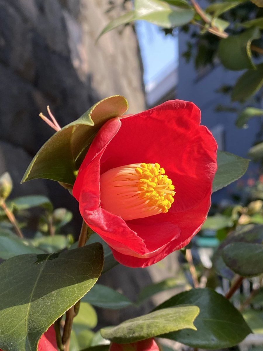 家は💩だから
綺麗なものを見て貼るように努める

フォロワーの皆様あいすみません。
現実を見せて介護と自身の障害や年齢による体力低下、その中で絵を描く諦めの悪さを若い方に見せるのが大人の務めと思っているので、ご容赦ください✨ https://t.co/p2CMQJcWBn