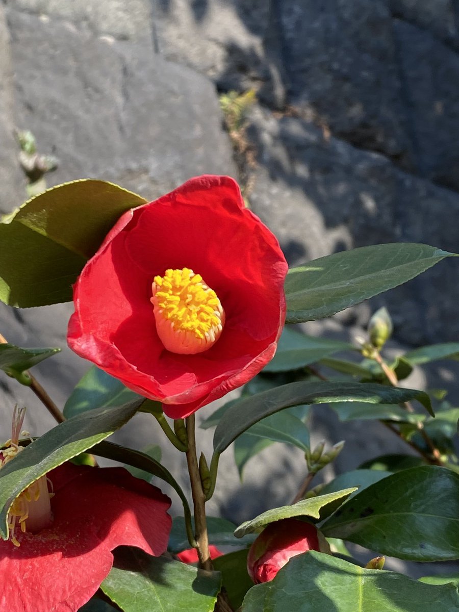 家は💩だから
綺麗なものを見て貼るように努める

フォロワーの皆様あいすみません。
現実を見せて介護と自身の障害や年齢による体力低下、その中で絵を描く諦めの悪さを若い方に見せるのが大人の務めと思っているので、ご容赦ください✨ https://t.co/p2CMQJcWBn