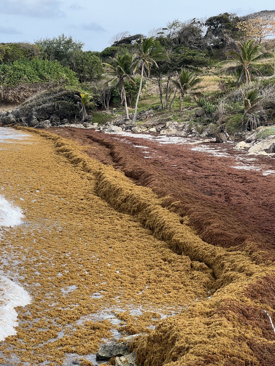 Wed pm field trip ahead of 3rd UWI Sargassum Symposium, organised by <a href="/CERMES_UWI/">CERMES UWI</a> visiting beaches and bays on east and south coasts that are currently seeing major influxes of sargassum <a href="/SARTRAC1/">SARTRAC</a>