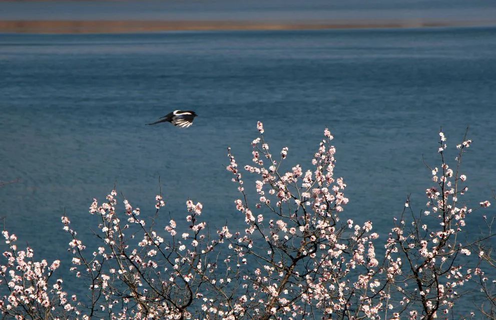 Visit_Henan's tweet image. Morning ~
Check out the spring scenery in the Taihang Grand Canyon of Linzhou, Anyang city in Central China's Henan province. #springinHenan