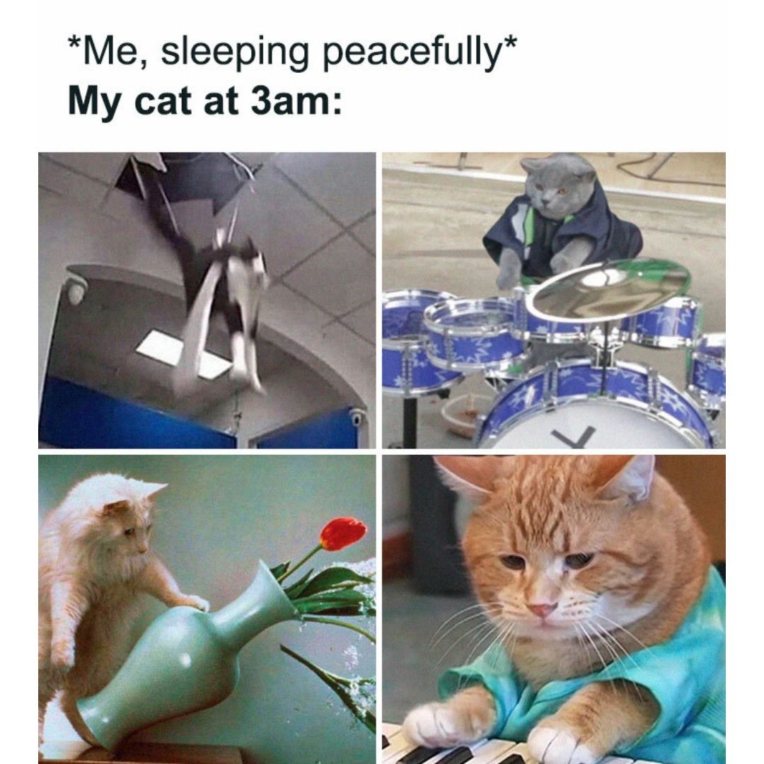 WholesomeMeme's tweet photo. https://t.co/rpvmqePoCo