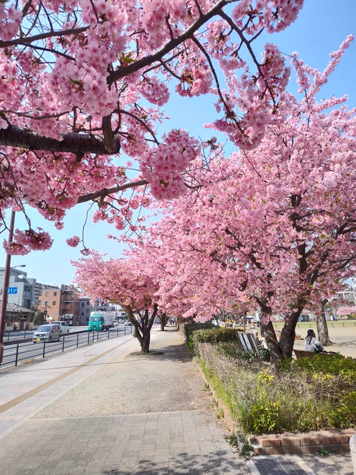 桜綺麗だなぁ… 