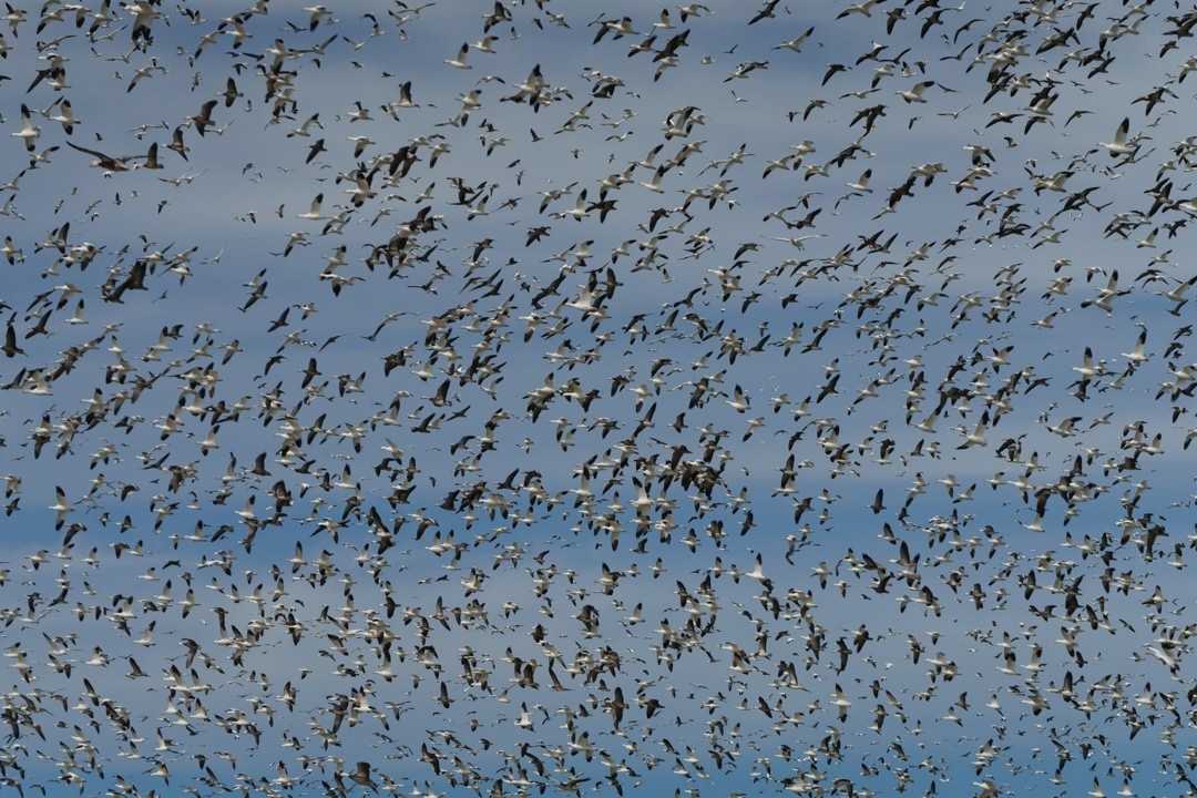 notleyhawkins's tweet photo. Snow Geese at Loess Bluffs National Wildlife Refuge in Holt County, Missouri. Photography by Notley Hawkins. #missouri #loessbluffs #geese #snowgeese #gaggle #birds #flock #birdsinflight #flyingbirds #wildlife #nature #holtcounty #notleyhawkins https://t.co/xl6RNAvVMi