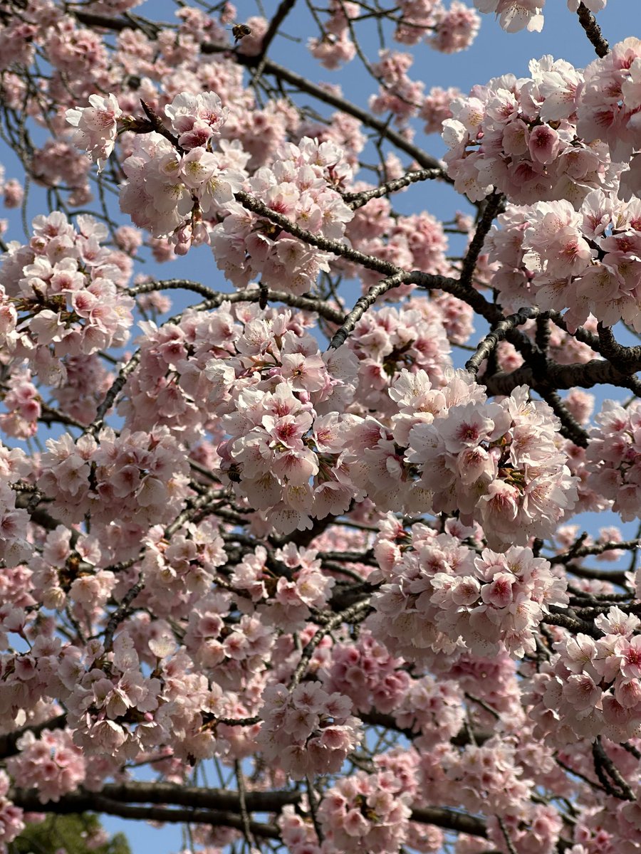 Sendai_Guy's tweet image. This is a much welcome change from the 3 winter storms in a week back home. 19 degrees and sunny ☀️ 😎   #tokyo #japanspring #vacation2023