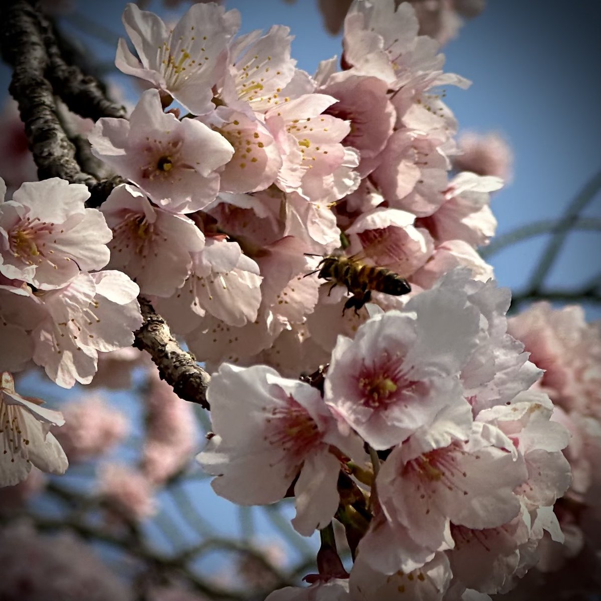 Sendai_Guy's tweet image. This is a much welcome change from the 3 winter storms in a week back home. 19 degrees and sunny ☀️ 😎   #tokyo #japanspring #vacation2023