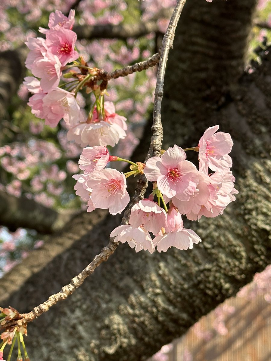 Sendai_Guy's tweet image. This is a much welcome change from the 3 winter storms in a week back home. 19 degrees and sunny ☀️ 😎   #tokyo #japanspring #vacation2023