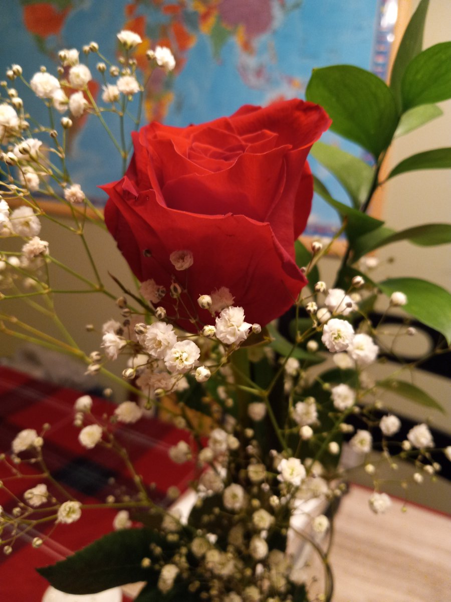 #RoseWednesday #ValentinesDay2023 #rose