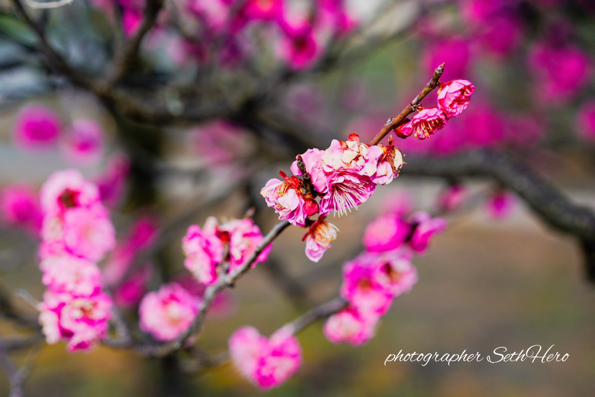 The plum blossoms @Umekoji park, Kyoto

#plumblossom #theplumblossom #umekojipark 
#umekojiparkkyoto #kyoto #新京極アート
#artwork #portrait #art
#sonyα7riii #α7riii #sony #alpha_newgeneration #αcafe
#photog youSethHero #camera

place: Umekoji park, Kyoto