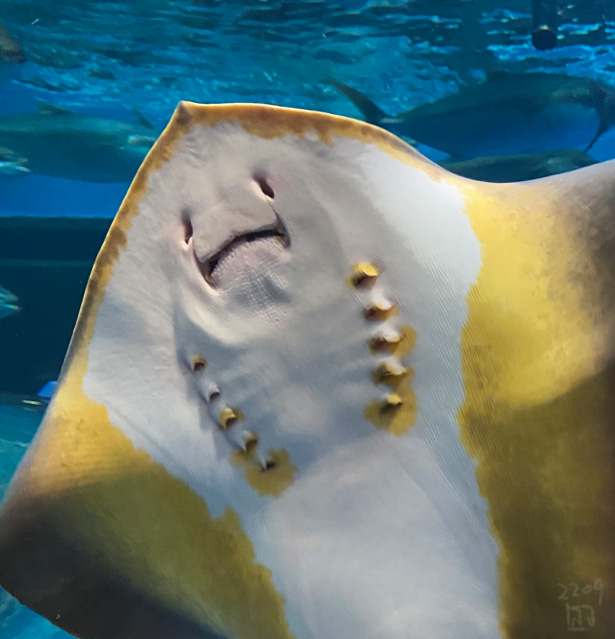 魚津水族館のムムっとしたアカエイです(再掲) 