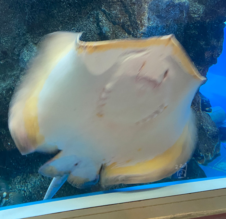 魚津水族館のムムっとしたアカエイです(再掲) 